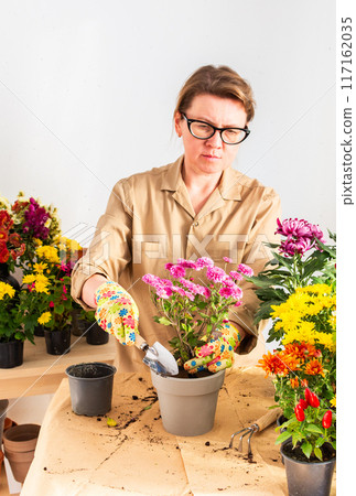 Woman transplanting chrysanthemum Woman transplanting chrysanthemum 117162035