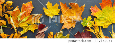 Fallen leaves on a blue background 117162054