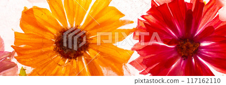 Banner of frozen flowers in ice Banner of frozen flowers in ice 117162110