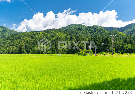 <Niigata Prefecture> A peaceful rural summer scene 117162238