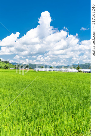 【新潟縣】夏日寧靜的鄉村風景 【新潟縣】夏日寧靜的鄉村風景 117162240
