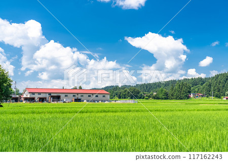 <Niigata Prefecture> A peaceful rural summer scene 117162243