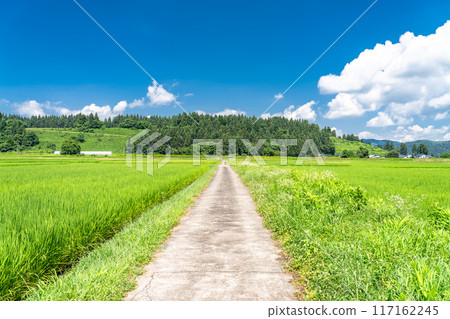 <Niigata Prefecture> A peaceful rural summer scene 117162245