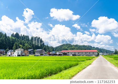 【新潟縣】夏日寧靜的鄉村風景 117162253