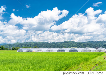 【新潟縣】夏日寧靜的鄉村風景 117162254