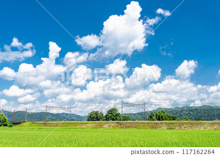 【新潟縣】夏日寧靜的鄉村風景 117162264