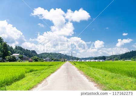【新潟縣】夏日寧靜的鄉村風景 117162273