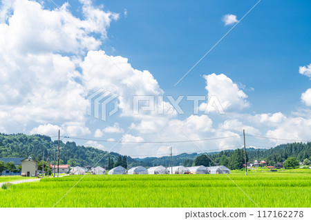 <Niigata Prefecture> A peaceful rural summer scene 117162278