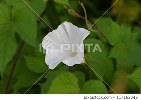 White morning glory blooming in the garden of the house 117162349