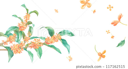 Watercolor illustration of Osmanthus. Asymmetric banner background. Watercolor illustration of Osmanthus. Asymmetric banner background. 117162515