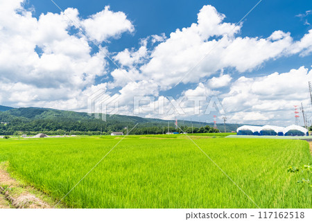 【新潟縣】夏日寧靜的鄉村風景 117162518
