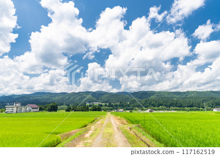 <Niigata Prefecture> A peaceful rural summer scene 117162519