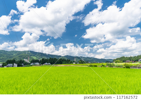 【新潟縣】夏日寧靜的鄉村風景 117162572