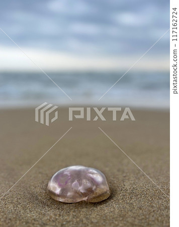 Purple jellyfish washed up on the sand on the beach close up at the background of the sea Purple jellyfish washed up on the sand on the beach close up at the background of the sea 117162724