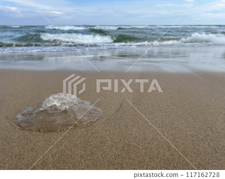 Jellyfish washed up on the sand on the beach close up at the background of the sea Jellyfish washed up on the sand on the beach close up at the background of the sea 117162728
