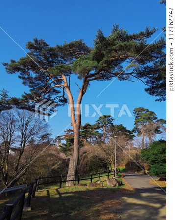The large pine tree at Saigyo-Modoshi-no-matsu Park with cherry blossoms in full bloom 117162742
