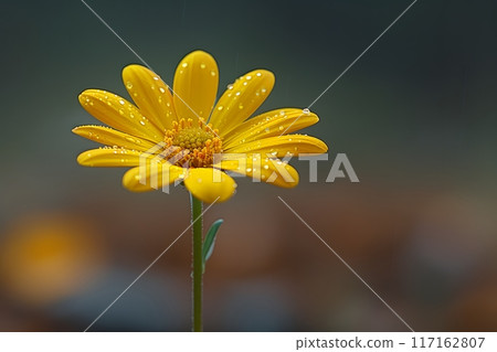 Solitary Yellow Daisy with Dew Drops on Stem in Early Morning Light - Nature, Flower Wallpaper, Springtime Beauty Generative AI Solitary Yellow Daisy with Dew Drops on Stem in Early Morning Light - Nature, Flower Wallpaper, Springtime Beauty Generative AI 117162807