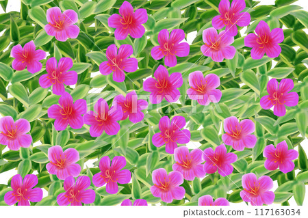 Wild peony flower card 1 Wild peony flower card 1 117163034
