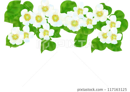 奇異果花卡1 117163125