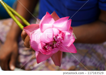 A NEWLY BLOMMING LOTUS FLOWER A NEWLY BLOMMING LOTUS FLOWER 117163529