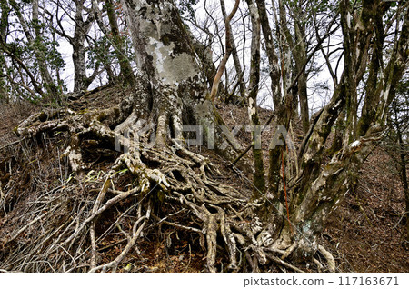 Tanzawa's Okaigiyama: Forest on the Koshu-Kobe border ridge Tanzawa's Okaigiyama: Forest on the Koshu-Kobe border ridge 117163671