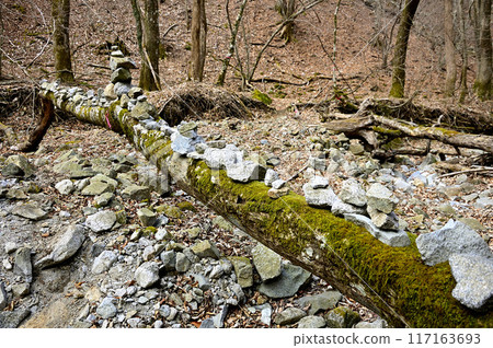 A fallen tree lying on the hiking trail at Mt. Komozuri in Tanzawa 117163693