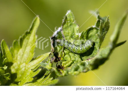 Green leafworm caterpillar on a delphinium plant 117164064