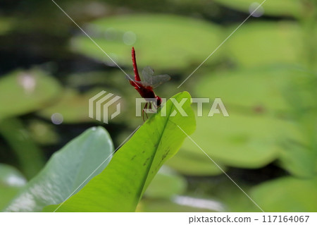 A dragonfly raises its tail to escape the heat (Mihara Village, Kochi Prefecture) 117164067