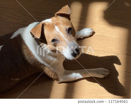 看著傑克羅素梗犬 117164081