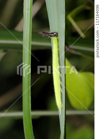 A black long-haired rabbit-faced black swallowtail butterfly larva stretching its yellow-green body (natural light & strobe macro close-up) 117164096