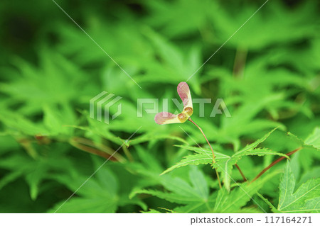 可愛的楓花 可愛的楓花 117164271