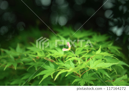 可愛的楓花 可愛的楓花 117164272