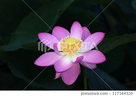 Lotus Oga of a log cabin 117164320