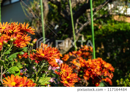 冬季盛開的島薑菊橙花 冬季盛開的島薑菊橙花 117164484