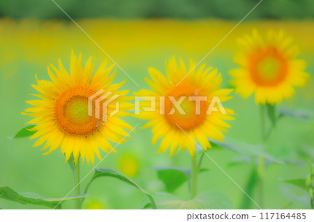 跟隨太陽的花朵:向日葵田風景,仲夏影像 跟隨太陽的花朵:向日葵田風景,仲夏影像 117164485