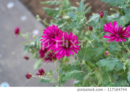 Osteospermum flowers blooming brilliantly in winter 117164744