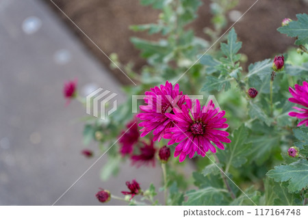 Osteospermum flowers blooming brilliantly in winter 117164748