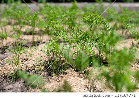 Organic Carrot Plants Growing in Mulched Garden Bed 117164771