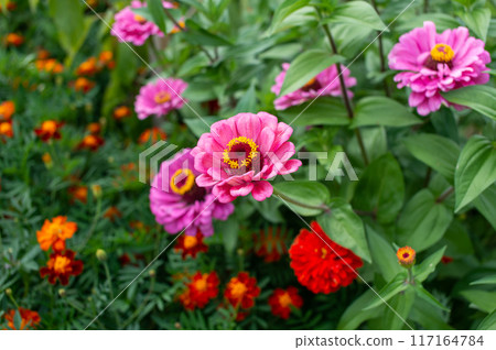 Vibrant Garden Blooms Vibrant Garden Blooms 117164784