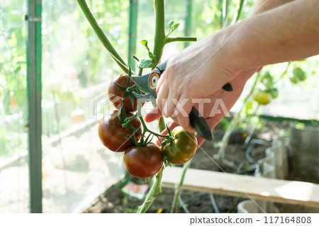 Gardener Pruning Tomato Plants in a Greenhouse 117164808