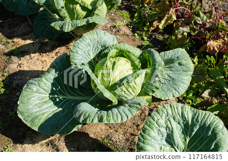 Fresh Cabbage Patch in Sunny Vegetable Garden Fresh Cabbage Patch in Sunny Vegetable Garden 117164815