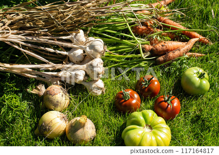 Fresh Organic Vegetables on Green Grass in Sunlight Fresh Organic Vegetables on Green Grass in Sunlight 117164817