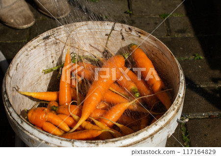 Freshly Washed Carrots in Wooden Basket Under Running Water 117164829
