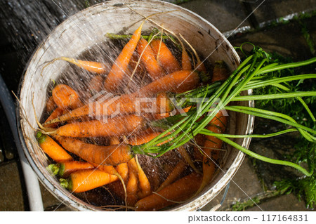 Freshly Washed Carrots in Wooden Basket Under Running Water 117164831