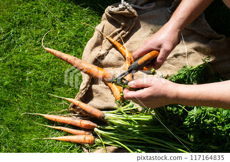 Farmer Harvesting Fresh Organic Carrots in Sunny Field 117164835