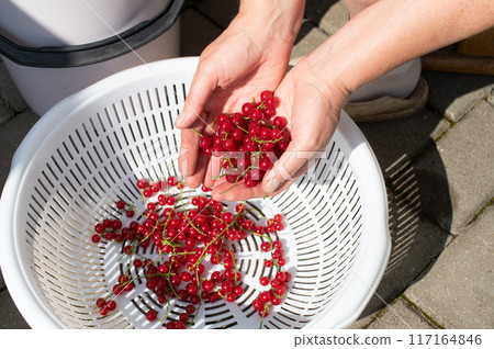 Harvesting Fresh Red Currants by Hand in Sunlight Harvesting Fresh Red Currants by Hand in Sunlight 117164846