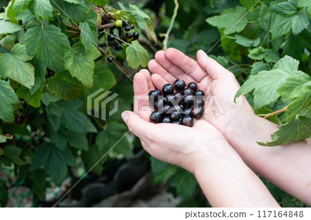 Handpicked Fresh Black Currants in Woman's Palms Handpicked Fresh Black Currants in Woman's Palms 117164848