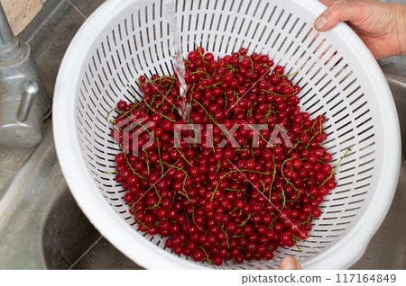 Fresh Red Currants Being Rinsed in a White Colander in Sink Fresh Red Currants Being Rinsed in a White Colander in Sink 117164849