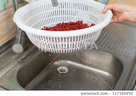 Rinsing Fresh Red Currants in White Colander at Kitchen Sink Rinsing Fresh Red Currants in White Colander at Kitchen Sink 117164850
