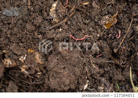 Earthworms in Fertile Soil Closeup Earthworms in Fertile Soil Closeup 117164851